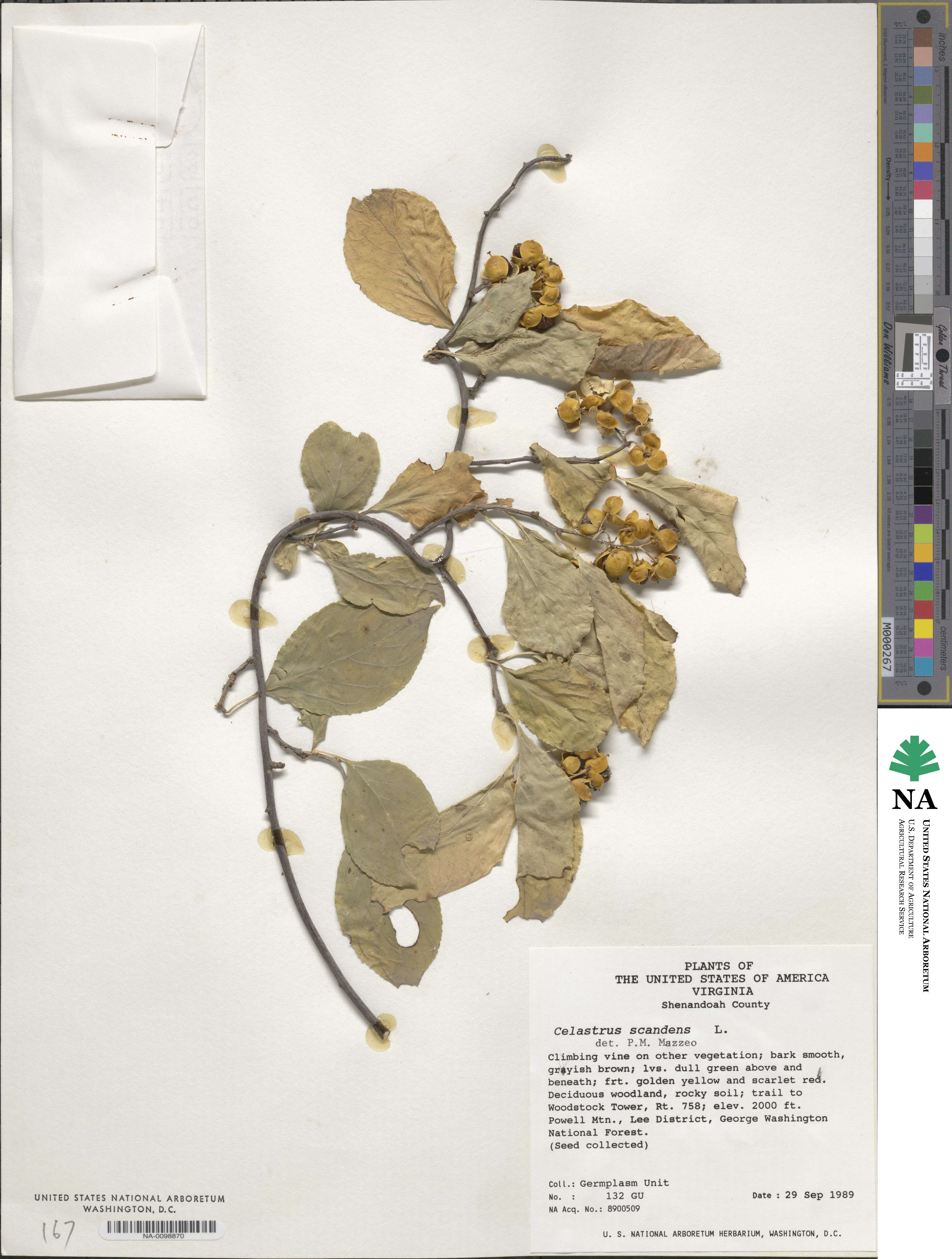 Celastrus scandens image