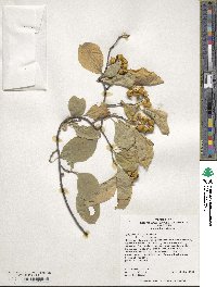 Celastrus scandens image