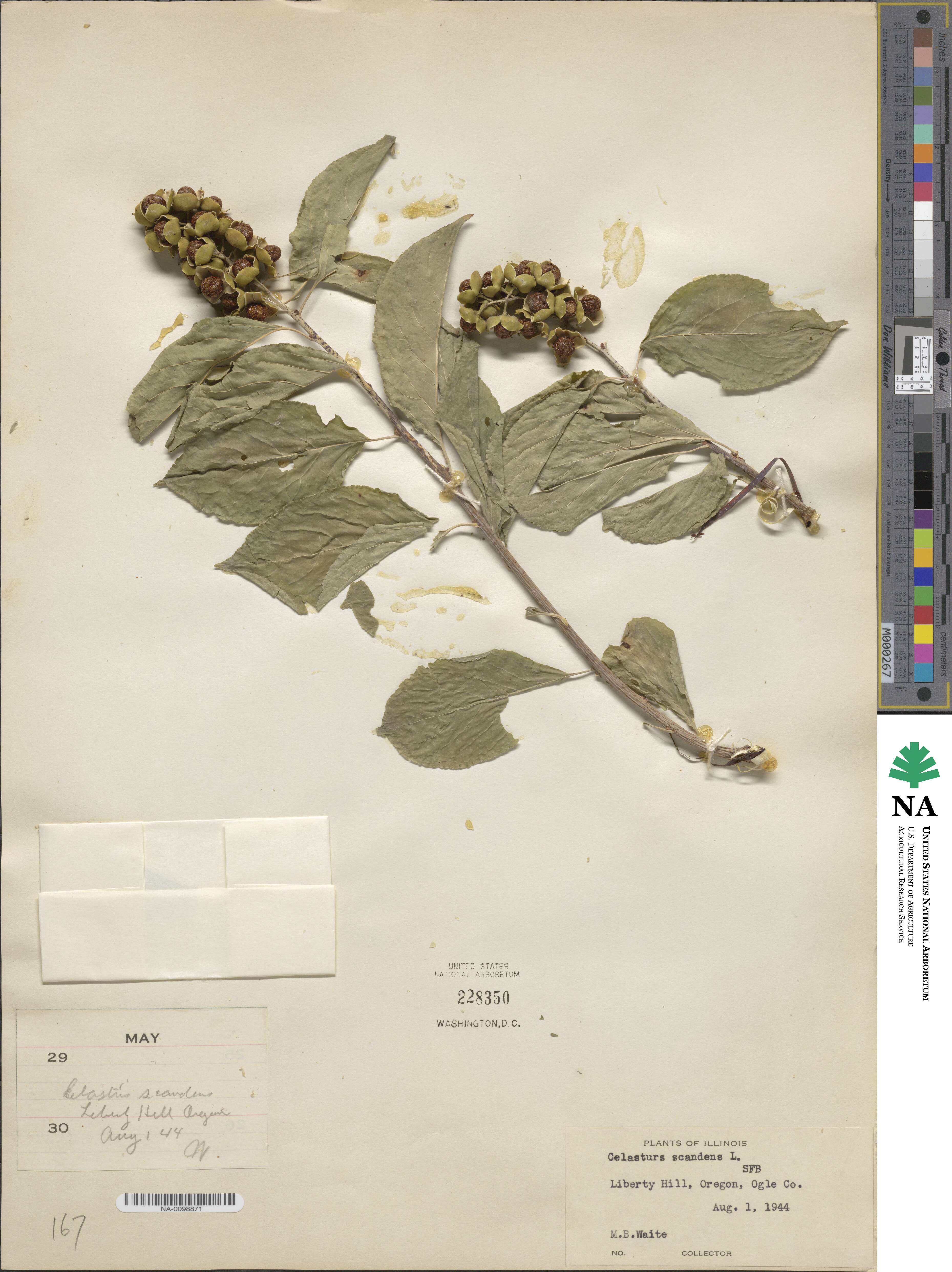 Celastrus image