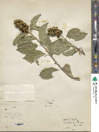 Celastrus scandens image