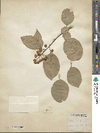 Celastrus scandens image