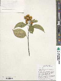 Celastrus scandens image