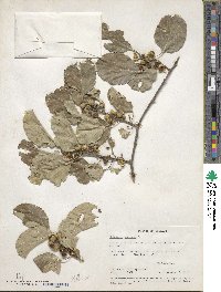 Celastrus scandens image