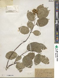 Celastrus scandens image