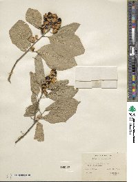 Celastrus scandens image