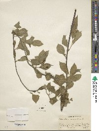 Celastrus scandens image