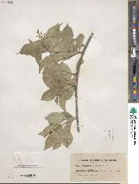 Celastrus scandens image