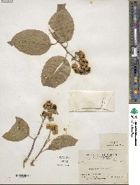 Celastrus scandens image