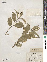 Celastrus scandens image