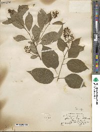 Celastrus scandens image