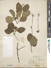 Celastrus scandens image