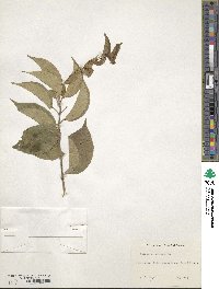 Celastrus scandens image