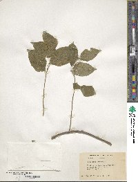 Celastrus scandens image