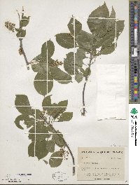 Celastrus scandens image