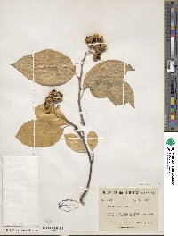 Celastrus scandens image