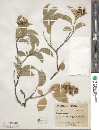 Celastrus scandens image