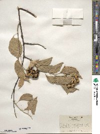 Celastrus scandens image