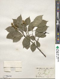 Celastrus scandens image