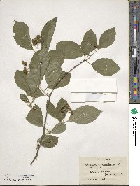 Celastrus scandens image