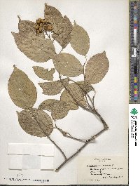 Celastrus scandens image