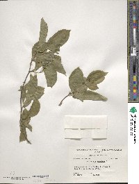 Celastrus scandens image