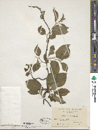 Celastrus scandens image