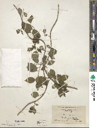 Celastrus scandens image