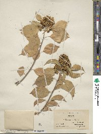 Celastrus scandens image