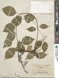 Celastrus scandens image