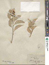 Celastrus scandens image