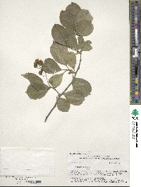 Celastrus scandens image