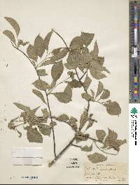 Celastrus scandens image