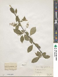 Celastrus scandens image