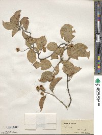 Celastrus scandens image