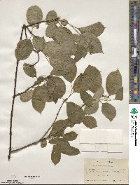 Celastrus scandens image