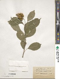 Celastrus scandens image