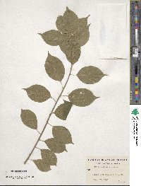 Celastrus scandens image