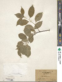 Celastrus scandens image