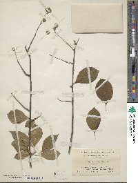 Celastrus scandens image