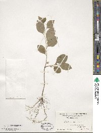 Celastrus scandens image