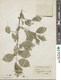 Celastrus scandens image