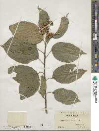 Celastrus scandens image