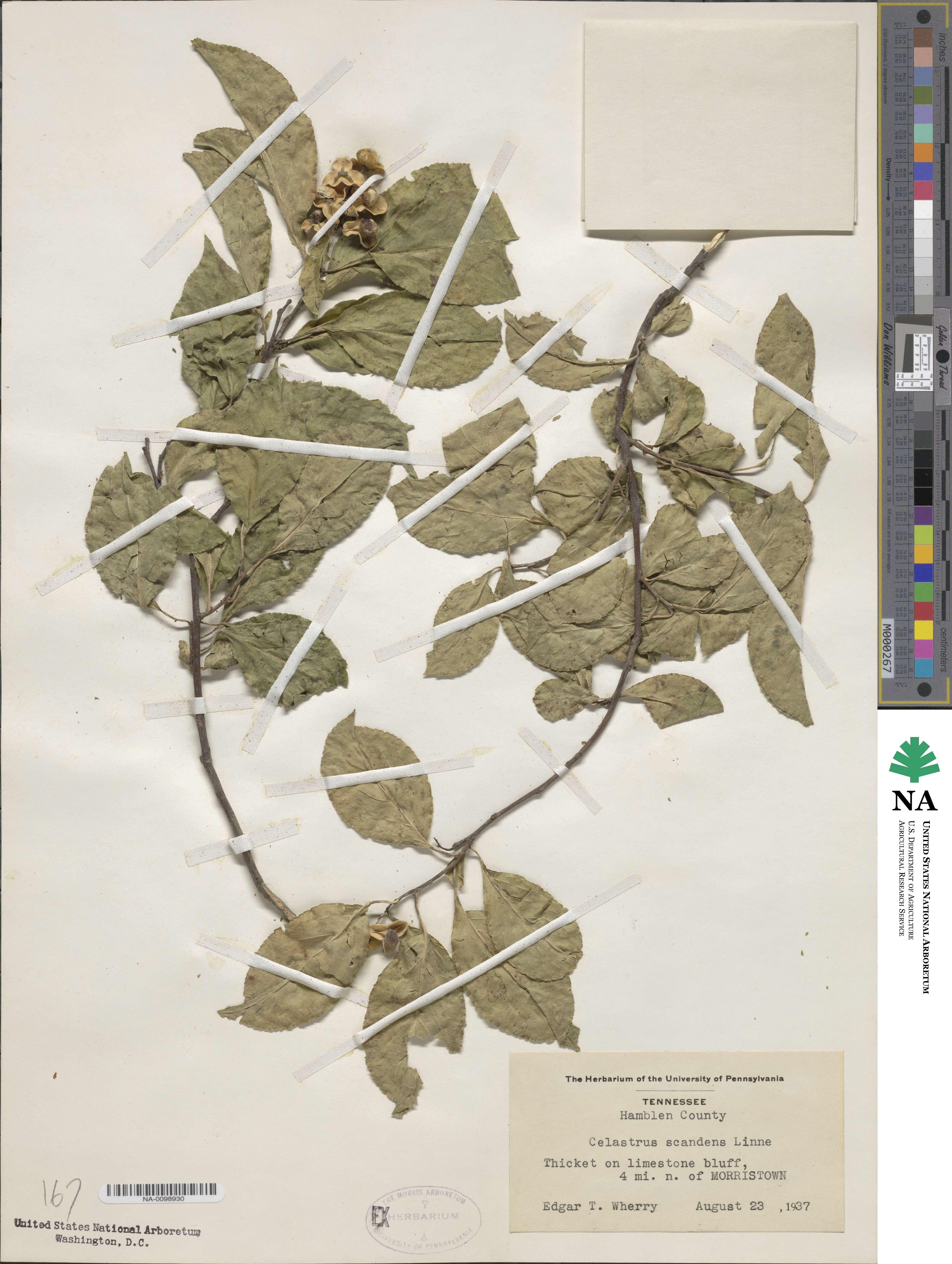 Celastrus scandens image