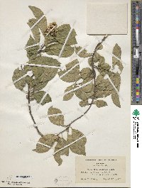 Celastrus scandens image