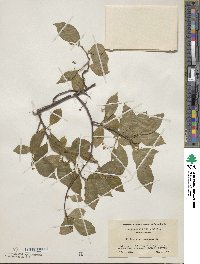 Celastrus scandens image