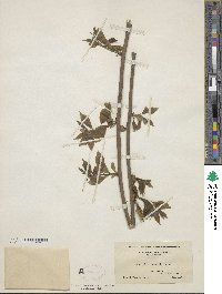 Celastrus scandens image