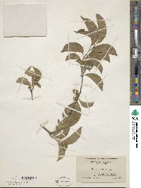 Celastrus scandens image