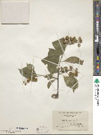 Celastrus scandens image