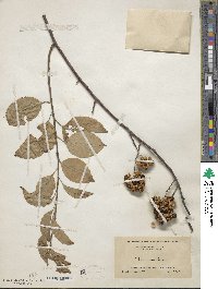 Celastrus scandens image