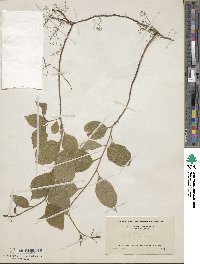 Celastrus scandens image